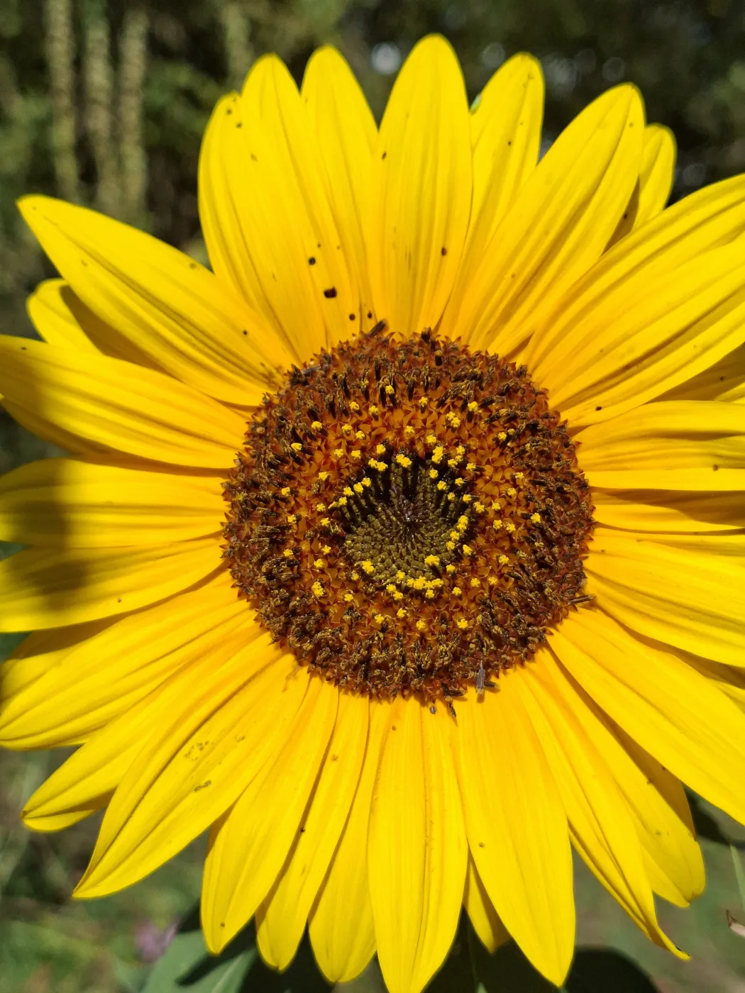 Sonnenblume